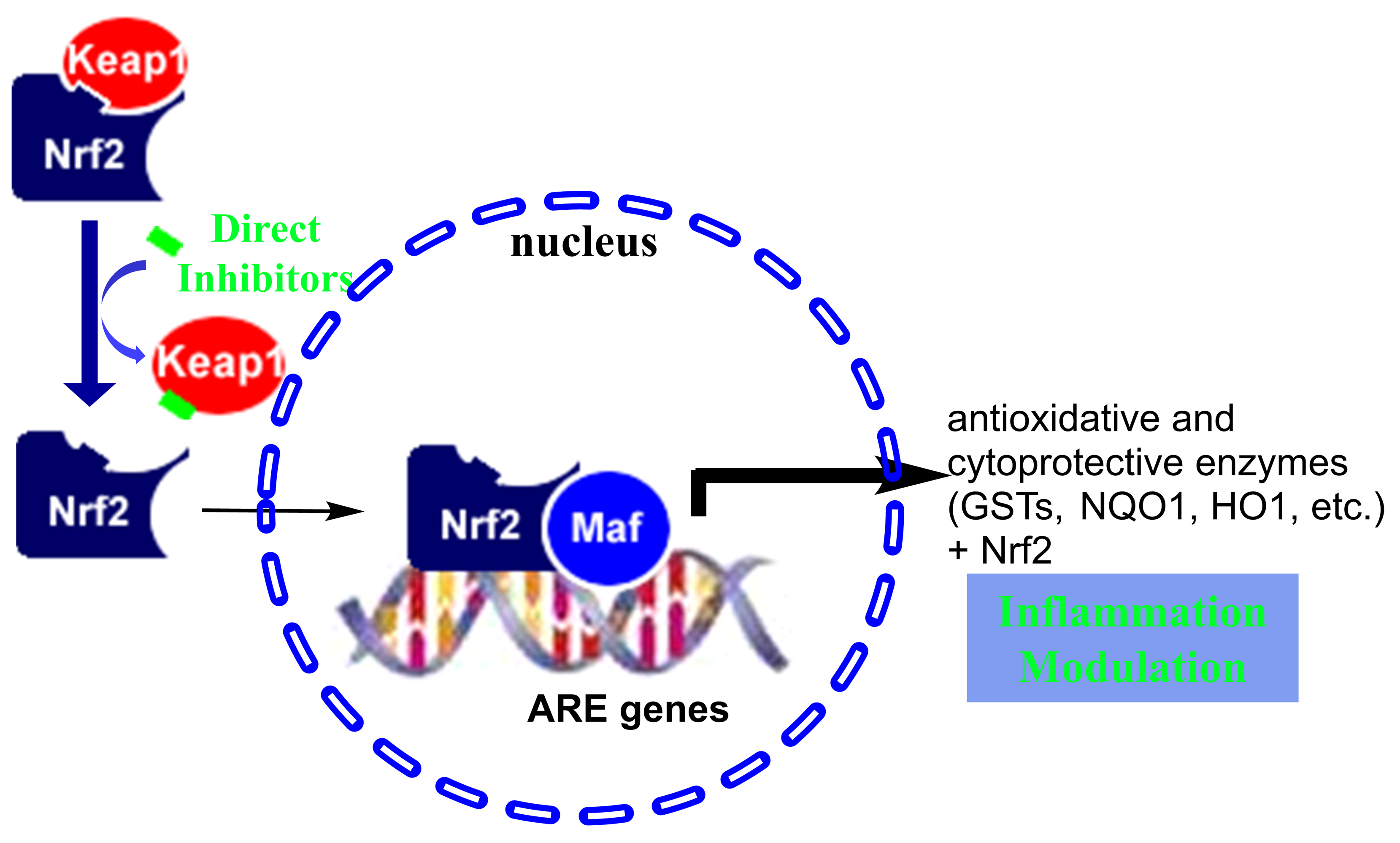 Inhibitors of Keap1Nrf2 PPI for ulcerative colitis Rutgers Research